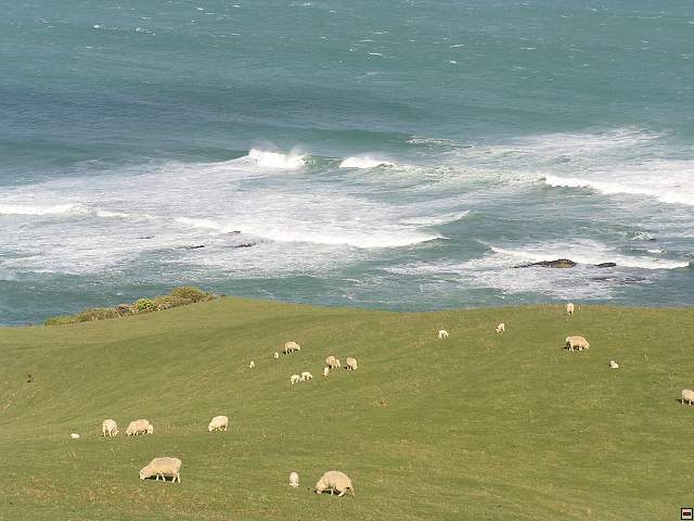 The Catlins Coast 032.jpg
